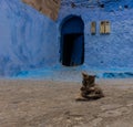 Lovely cat, sitting in the medina of chefchaouen, morocco, north africa. Cat licking his self in the street. Moroccan cat. grey