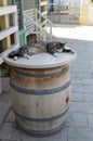 A Lovely Cat is Sleeping on a Barrel