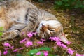 A cute cat sleeping on the ground Royalty Free Stock Photo