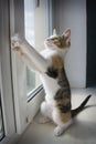 Lovely cat standing on the hind legs on the window sill and looking through Royalty Free Stock Photo