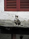 Lovely cat in Trebinje, Bosnia and Herzegowina Royalty Free Stock Photo