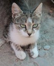 Lovely cat with turquoise eyes