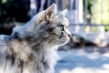 Lovely cats Royalty Free Stock Photo
