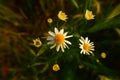 Lovely chamomile flower