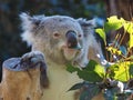 Lovely Charismatic Koala in Majestic Beauty.