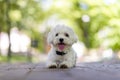 Lovely cheerful Maltese dog, pet, white puppy in garden, summertime
