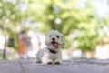 Lovely cheerful Maltese dog, pet, white puppy in garden, summertime