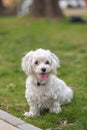Lovely cheerful Maltese dog, pet, white puppy in garden, summertime