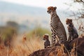 Lovely cheetah family, mother with cheetah cub in savanna grassland. generative ai Royalty Free Stock Photo