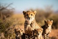 Lovely cheetah family, mother with three cheetah cubs sitting looking at the camera, in savanna grassland. Generative AI Royalty Free Stock Photo