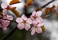 Lovely cherry blossom branches Royalty Free Stock Photo