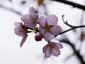 Lovely cherry blossom branches Royalty Free Stock Photo