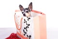 Lovely chihuahua dog in a gift bag