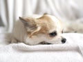 Lovely chihuahua puppy close-up