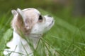 Lovely chihuahua puppy head close-up