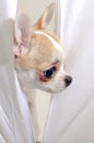 lovely chihuahua puppy head looking out
