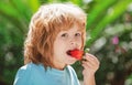 Lovely child eating strawberries. Kids pick fresh organic strawberry. Child strawberrie. Royalty Free Stock Photo