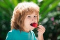 Lovely child eating strawberries. Kids pick fresh organic strawberry. Child strawberrie. Royalty Free Stock Photo