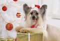 Lovely Chinese Crested dog dressed in a Christmas costume