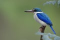 Lovely chubby white collared kingifisher perching on wooden stick in soft lighting day