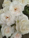 Lovely classic white rose flower with old and new