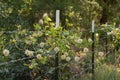 Clematis Virginiana Vine on Barbed Wire Fence