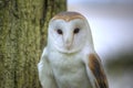 Lovely close up of barn owl with superb detail Royalty Free Stock Photo