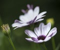 Lovely close up image of White Cape Daisy flower Royalty Free Stock Photo