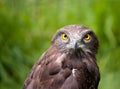 Lovely closeup of a black chested snake eagle Royalty Free Stock Photo