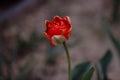 A Lovely Closeup of One Red Colored Tulip with Leaves in Against Black Background