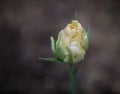 A Lovely Closeup of One White Colored Tulip with Leaves in Against Black Background