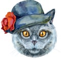 Lovely closeup portrait of British Shorthair in the classic color blue cat in gray hat with red flower. Hand drawn watercolor