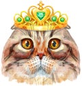Lovely closeup portrait of Highland fold cat in golden crown. Hand drawn water colour painting on white background
