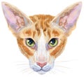 Lovely closeup portrait oriental cat. Hand drawn water colour painting on white background