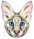 Lovely closeup portrait Savannah cat. Hand drawn water colour painting on white background