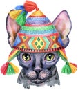 Lovely closeup portrait of Sphynx cat in Peruvian National Chulo hat. Hand drawn water colour painting on white background