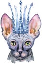 Lovely closeup portrait of Sphynx cat in silver crown. Hand drawn water colour painting on white background