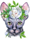 Lovely closeup portrait of Sphynx cat with white peony. Hand drawn water colour painting on white background