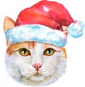 Lovely closeup portrait of turkish van cat in Santa hat. Hand drawn water colour painting on white background