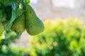 Lovely cluster of conference pears Conference - Pyrus communis ripening in pear tree fruit tree. Royalty Free Stock Photo