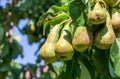 Lovely cluster of conference pears Conference - Pyrus communis ripening in pear tree fruit tree.