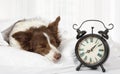 Lovely Collie border breed dog sleeping in bed Royalty Free Stock Photo