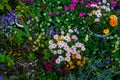 Lovely colorful blooming little spring flowers top view with green leaves and soil background