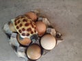 cute small ceramic turtle on real shell eggs ove ovary paper tray