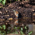 Lovely colorful image of Chaffinch bird Fringilla Coelebs in woodland landscape scene drinking from small pond with reflection