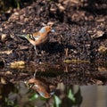 Lovely colorful image of Chaffinch bird Fringilla Coelebs in woodland landscape scene drinking from small pond with reflection