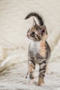 Lovely colorful kitten walks on knitted blanket Royalty Free Stock Photo