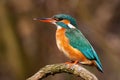 Lovely common kingfisher female sitting on a twig from profile at sunrise Royalty Free Stock Photo