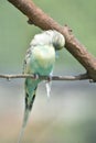 Lovely Common Parakeet on a Tree Branch