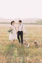 The lovely composition of the happy newlyweds walking with the little three dogs in the sunny field. The bride is Royalty Free Stock Photo